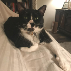 Lost Female Cat last seen Near Middlecoff Drive, Gulfport, MS 39507