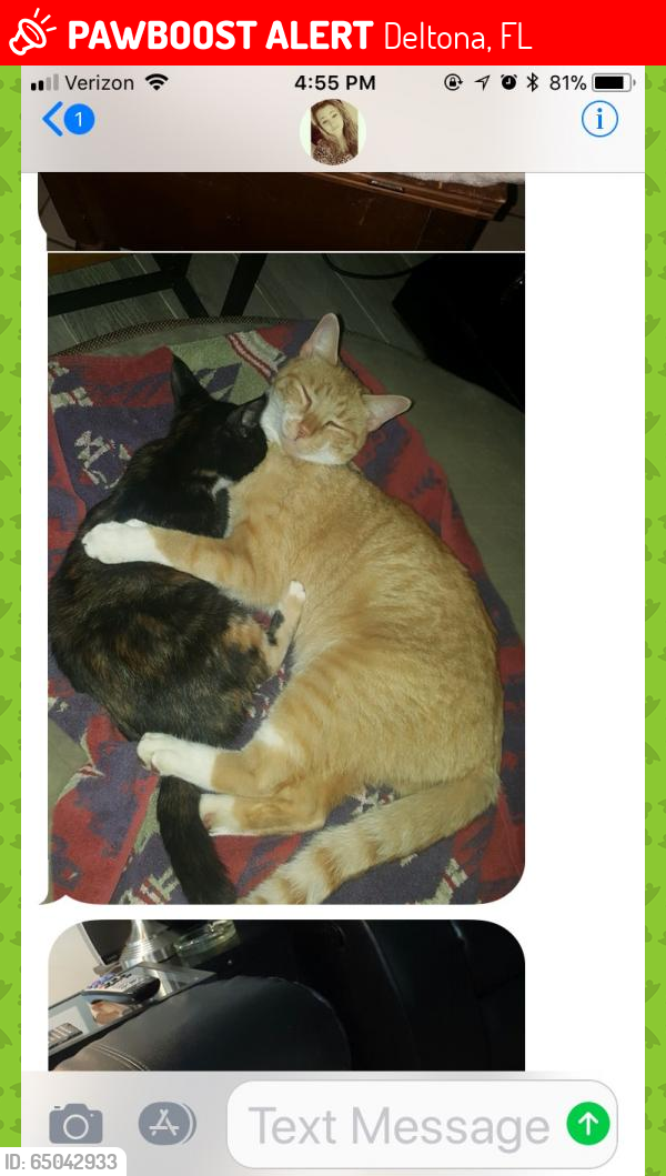 Lost Male Cat last seen Ft Smith and Battersea, Deltona, FL 32738