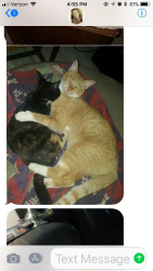 Lost Male Cat last seen Ft Smith and Battersea, Deltona, FL 32738