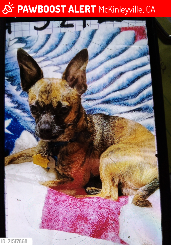 Lost Male Dog last seen Bird Ave and Montana, McKinleyville, CA 95519