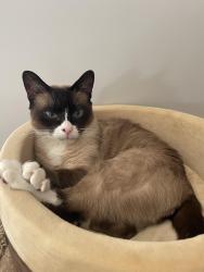 Lost Male Cat last seen Williams and Hellams Rd, Gray Court, Gray Court, SC 29645