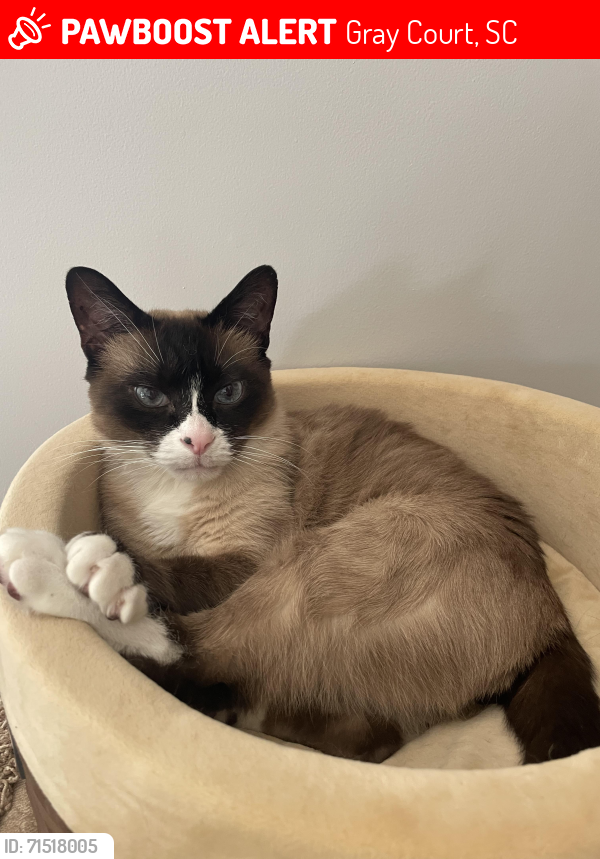 Lost Male Cat last seen Williams and Hellams Rd, Gray Court, Gray Court, SC 29645