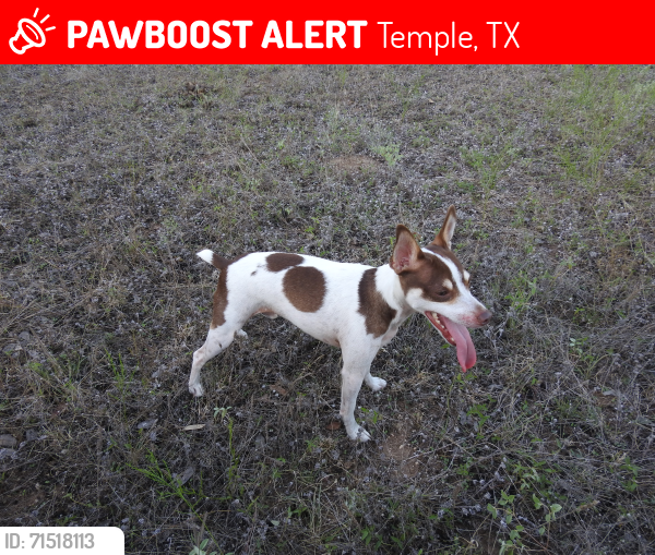 Lost Male Dog last seen South Pea Ridge, Temple, TX 76502