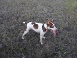 Lost Male Dog last seen South Pea Ridge, Temple, TX 76502