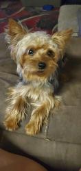 Lost Male Dog last seen Was last seen standing on a hill on the right side of Lexington Hwy in area of Grimes Circle , Elbert County, GA 30635