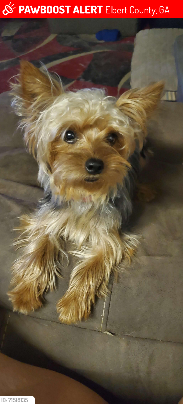 Lost Male Dog last seen Was last seen standing on a hill on the right side of Lexington Hwy in area of Grimes Circle , Elbert County, GA 30635