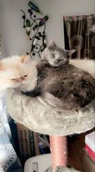 Lost Female Cat last seen Discovery Rd, Sioux Falls, SD 57106
