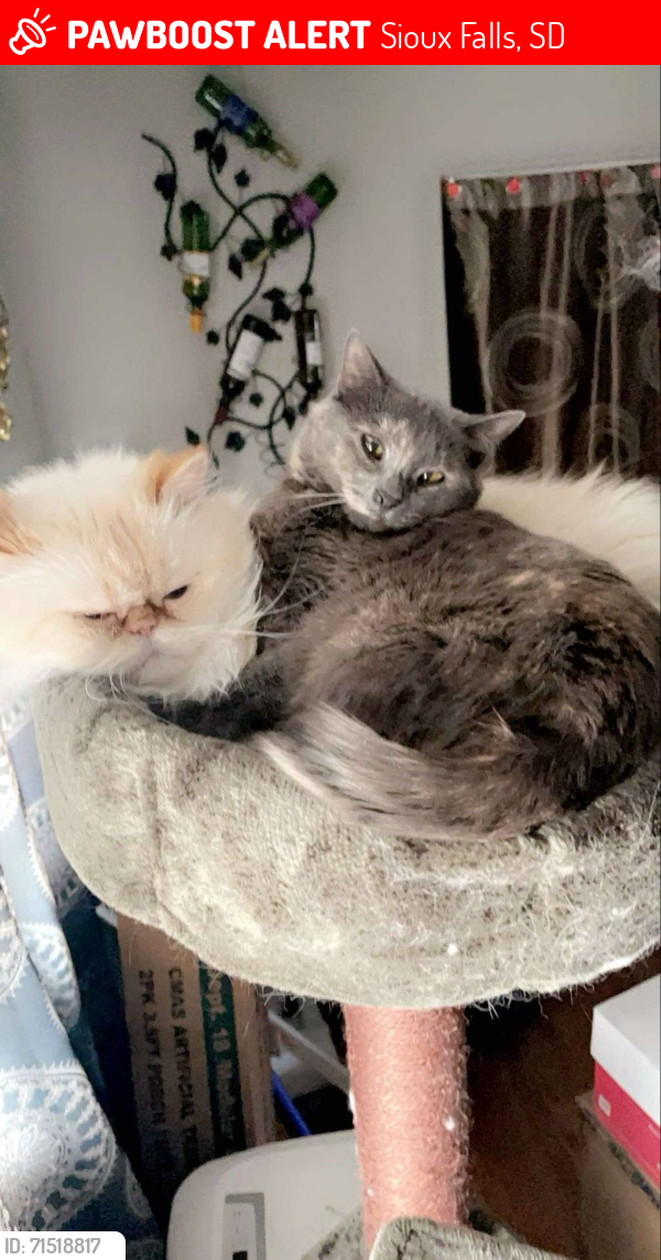 Lost Female Cat last seen Discovery Rd, Sioux Falls, SD 57106