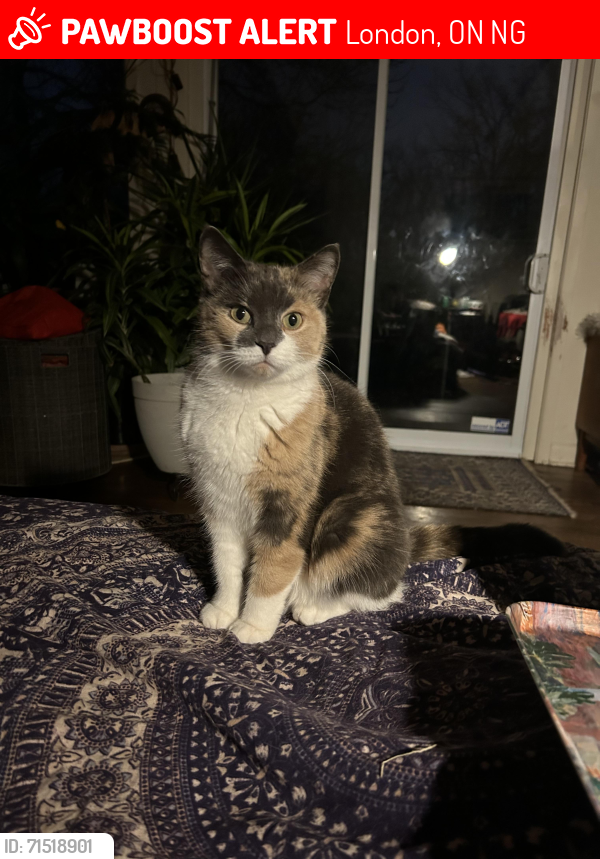 Lost Female Cat last seen Cedar Ave and Western Road, London, ON N6G