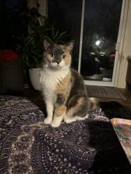 Lost Female Cat last seen Cedar Ave and Western Road, London, ON N6G