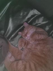 Lost Male Cat last seen Resort Villas, Henderson, NV 89014