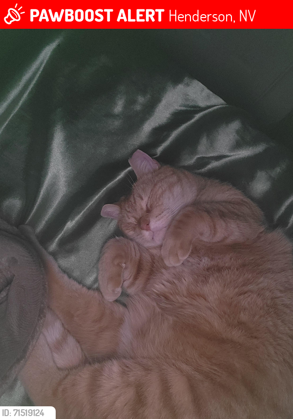 Lost Male Cat last seen Resort Villas, Henderson, NV 89014