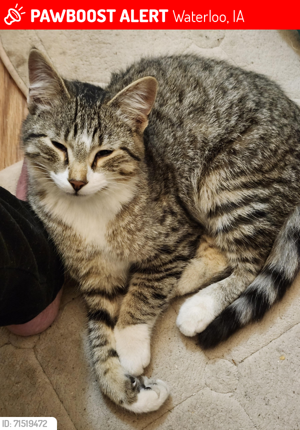 Lost Male Cat last seen Crossroads neighborhood. Near Stratache (old GMAC/OCWEN), Aldi, Clean Laundry, Anytime Fitness, Waterloo, IA 50702