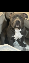 Lost Male Dog last seen Bell ,reems , Surprise, AZ 85374