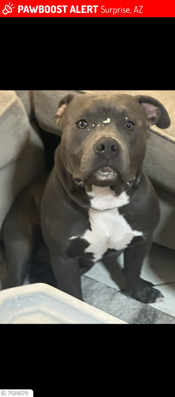 Lost Male Dog last seen Bell ,reems , Surprise, AZ 85374