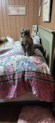 Lost Female Cat last seen M-43, Paw Paw, MI 49079