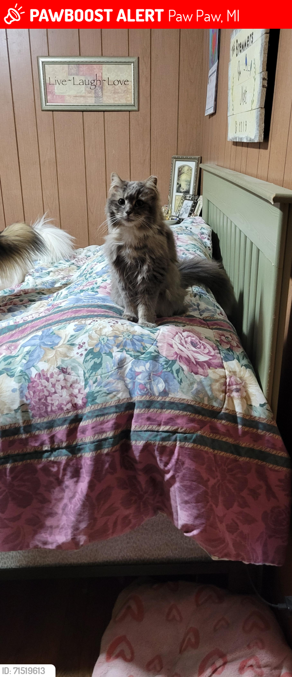 Lost Female Cat last seen M-43, Paw Paw, MI 49079