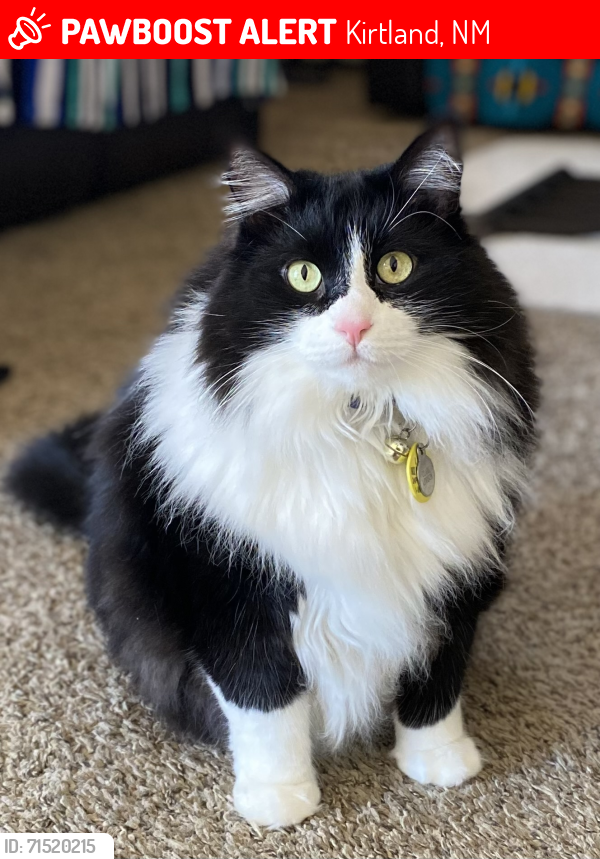 Lost Male Cat last seen Trailer area along Road 6480 , Kirtland, NM 87417