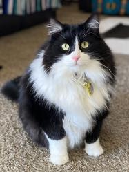 Lost Male Cat last seen Trailer area along Road 6480 , Kirtland, NM 87417