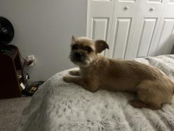 Lost Male Dog last seen Curvy Street, Godfrey, Illinois 62035, Godfrey, IL 62035