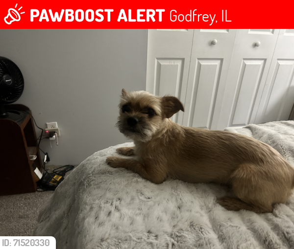 Lost Male Dog last seen Curvy Street, Godfrey, Illinois 62035, Godfrey, IL 62035