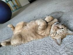 Lost Female Cat last seen Park Rd and Birkdale Dr, Ann Arbor, MI 48103