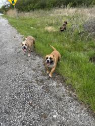Reunited Male Dog last seen Near Vincennes Rd Harvey, IL 60426 United States, Harvey, IL 60426