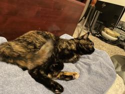 Lost Female Cat last seen North Carefree & Peterson Road, Colorado Springs, CO 80922