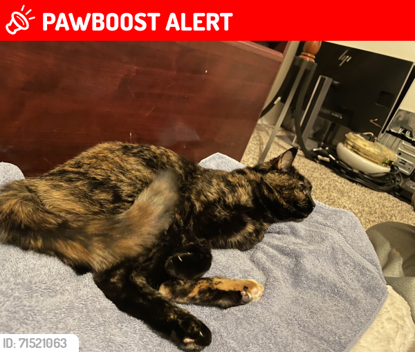 Lost Female Cat last seen North Carefree & Peterson Road, Colorado Springs, CO 80922