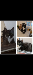 Lost Female Cat last seen End of Chemawa Rd N./between keizer disk golf and the river, Keizer, OR 97303
