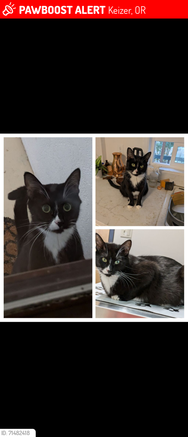 Lost Female Cat last seen End of Chemawa Rd N./between keizer disk golf and the river, Keizer, OR 97303