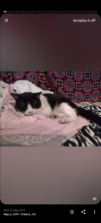 Lost Male Cat last seen G st and San Antonio. , Ontario, CA 91762