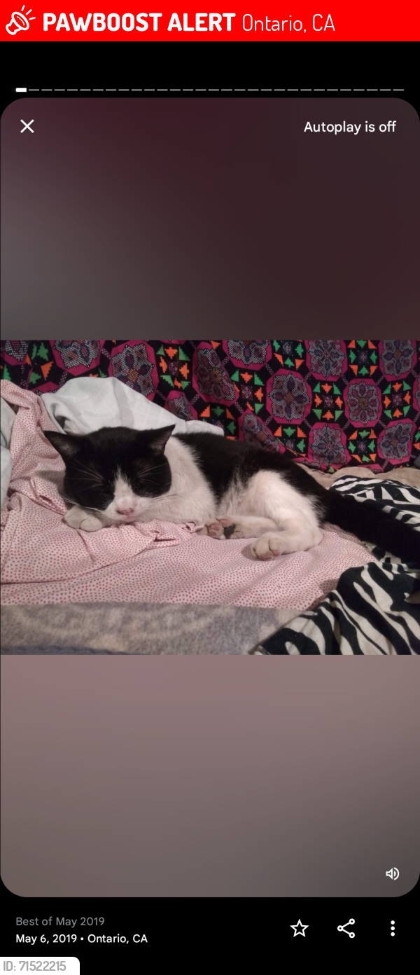 Lost Male Cat last seen G st and San Antonio. , Ontario, CA 91762