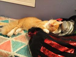 Lost Male Cat last seen Windy Wood and Elbert Taylor, Gilbert, SC 29054