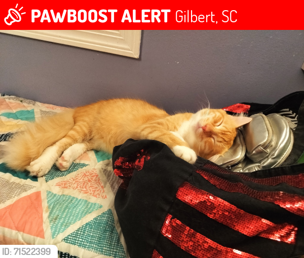 Lost Male Cat last seen Windy Wood and Elbert Taylor, Gilbert, SC 29054