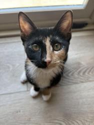 Lost Female Cat last seen Avenida Montezuma, La Quinta, CA 92253
