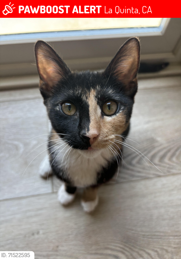 Lost Female Cat last seen Avenida Montezuma, La Quinta, CA 92253