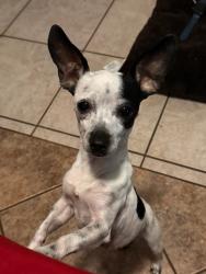Lost Female Dog last seen Aviation blvd, Universal City, TX 78148