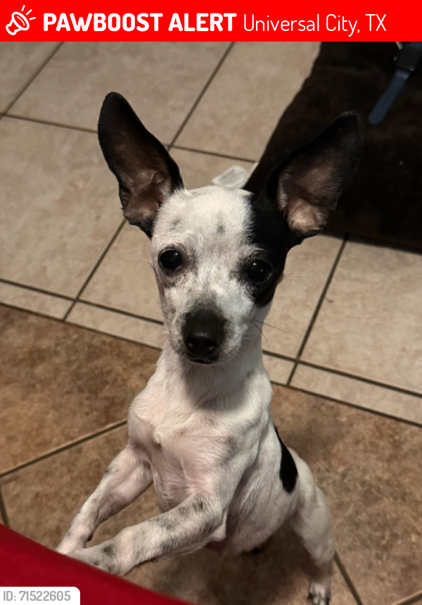 Lost Female Dog last seen Aviation blvd, Universal City, TX 78148