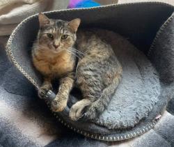 Lost Female Cat last seen Almaville Rd. near Papa John’s Pizza plaza, Smyrna, TN 37167