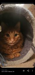 Lost Male Cat last seen Lullwater circle, Newnan, GA 30263