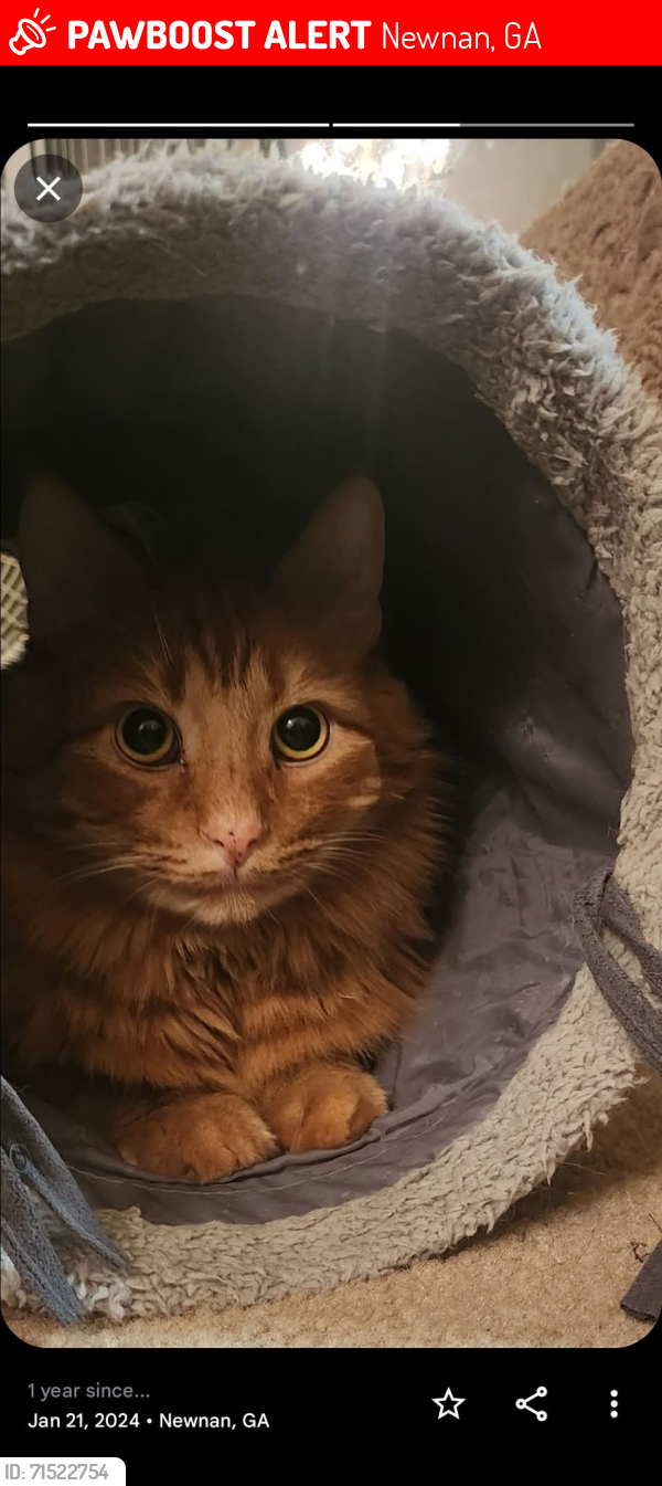 Lost Male Cat last seen Lullwater circle, Newnan, GA 30263