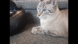 Lost Male Cat last seen Glenoak, Corpus Christi, TX 78418