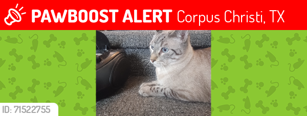 Lost Male Cat last seen Glenoak, Corpus Christi, TX 78418