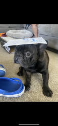 Lost Male Dog last seen Helo Dr. and 163rd Ave , Ashland, CA 94578