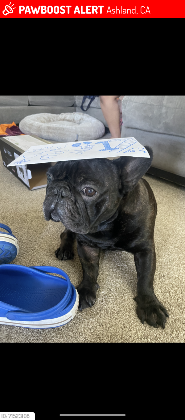 Lost Male Dog last seen Helo Dr. and 163rd Ave , Ashland, CA 94578