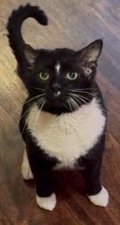 Lost Male Cat last seen Bible Believers Baptist Church, Loveland, OH 45140
