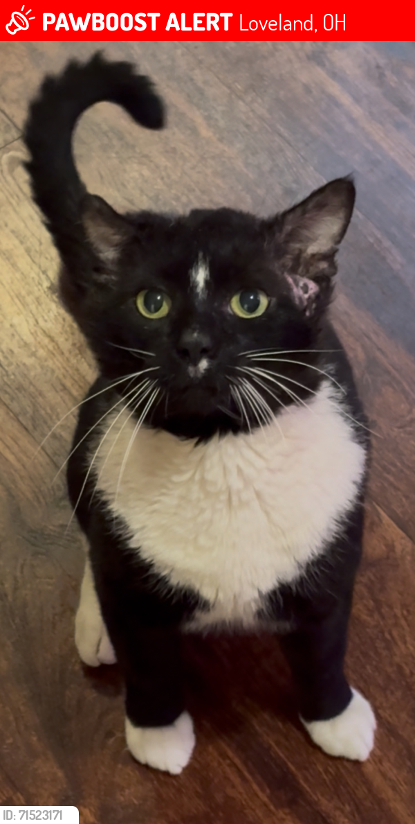 Lost Male Cat last seen Bible Believers Baptist Church, Loveland, OH 45140