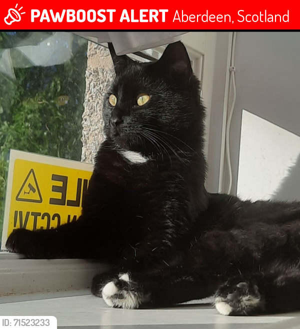 Lost Male Cat last seen Old Aberdeen , Aberdeen, Scotland 