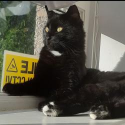 Lost Male Cat last seen Old Aberdeen , Aberdeen, Scotland 